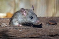 Bagaimana Agar Rumah Terhindar Dari Tikus? Yuk Simak Tips Dan Trick Berikut!