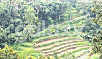 Tanah Di Baturiti Bali View Sawah Terasiring #1