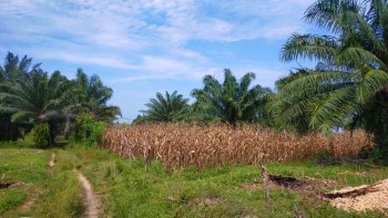 Tanah Kebun Di Pinggir Pantai Ngaras Pesisir Barat Lampung #1