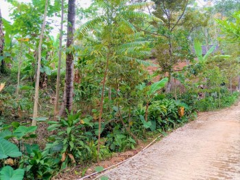 Kebun Durian 900m2 175 Juta Jenawi Karanganyar #1