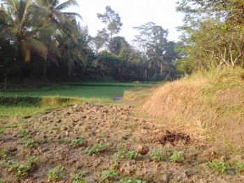 Tanah Kosong Daerah Kampung Pabuaran, Kabupaten Serang #derry Utsman #1