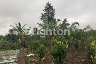 Tanah Dijual Banjar Paket Bangli #1