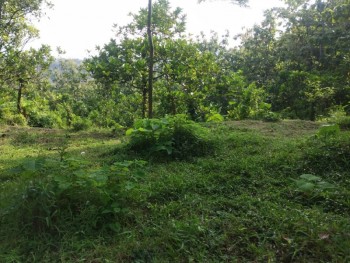 Murah Tanah Perkebunan Aktif 100 Rb-an Di Wonosalam, Jombang #1