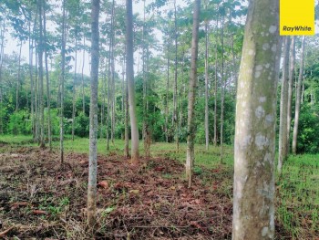 Tanah Sawah Dijual Di Jl. Brumbungan Kidul Pajarakan Probolinggo #1