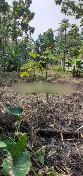 Tanah Kebun Daerah Subur Bogor Rumpin #1