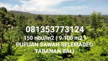 9.100 M2 Tanah Dijual Murah View Gunung Sawah Laut Di Pupuan Sawah Selemadeg Tabanan Bali #1