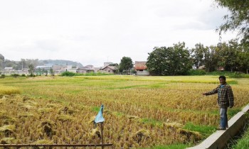 Jual Tanah Sawah Di Balige Toba Sumatera Utara Dekat Jalinsum, Kota Balige, Pasar Balige, Rs Hkbp Balige, Pemda Toba, Sman 1 Balige #1