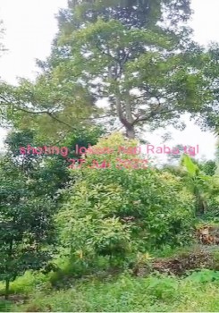 Tanah Kebun Durian Dijual Di Mojokerto Sangat Murah Bu Cepat Lokasi Dekat Universitas Pgri Adi Buana Mojokerto #1