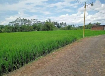 Dijual Murah Tanah Lahan Sawah Produktif Lokasi Mendalan Wangi Wagir Belakang Pabrik Gula Kebonagung Malang 1,125 Milyar #1